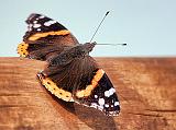 Red Admiral Butterfly_26616